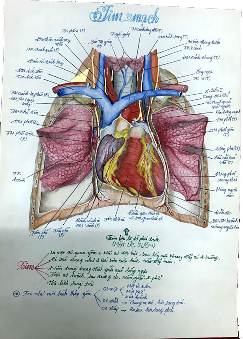 Sinh viên y dược vẽ hình giải phẫu cơ thể người gây \'bão mạng\'