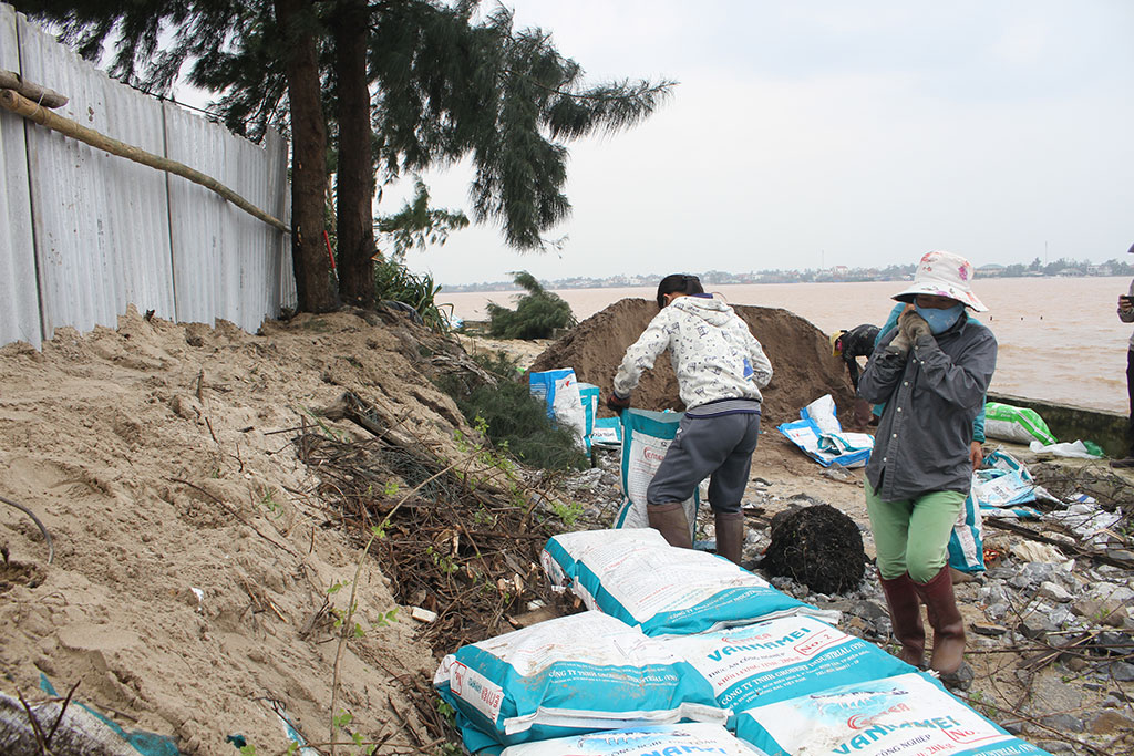 Người dân xã Triệu An (H.Triệu Phong, Quảng Trị) đắp bao cát gia cố hàng rào hồ tôm của gia đình trước bão lớn ẢNH: THANH LỘC