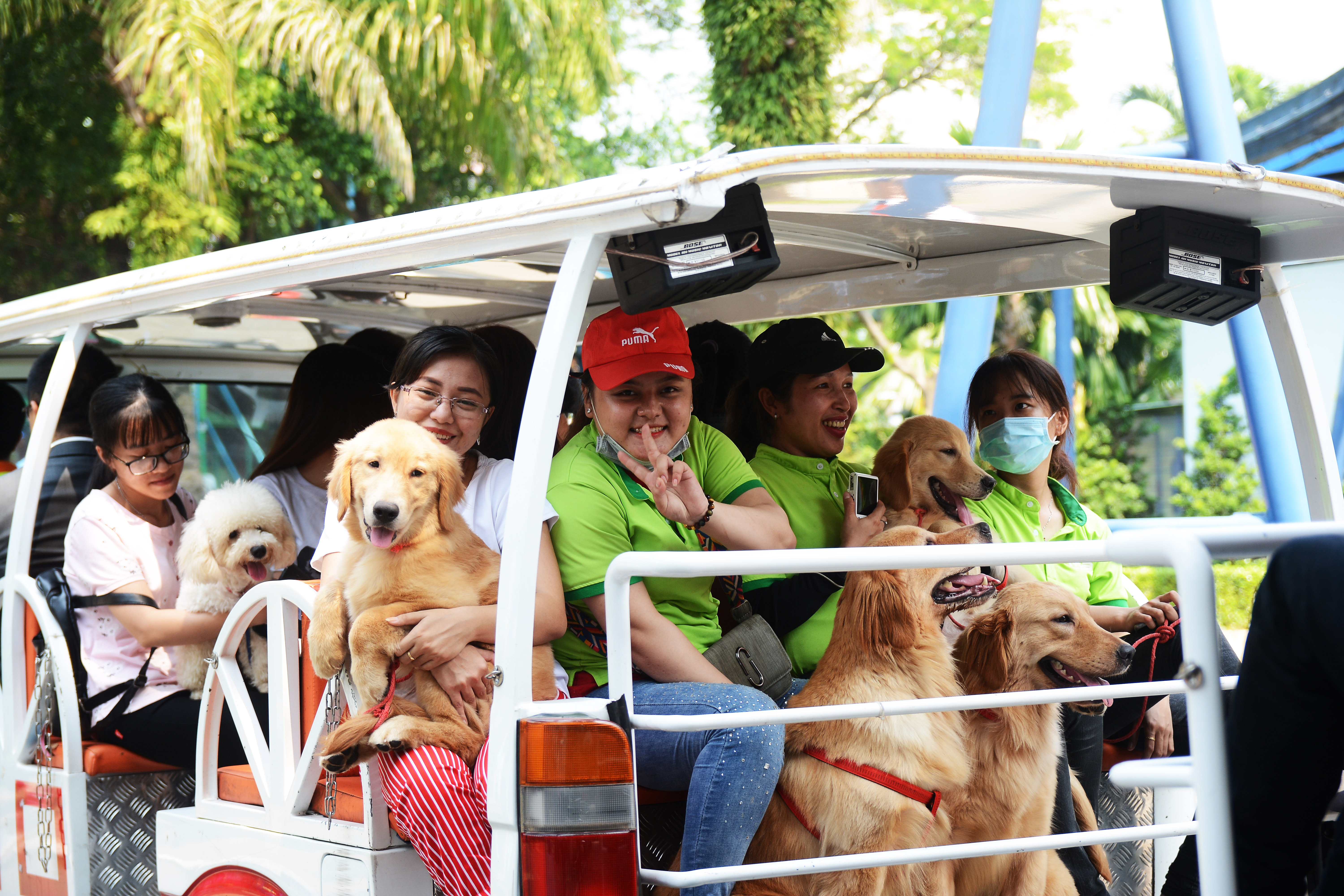 Đến Sài Gòn, bạn không thể bỏ qua những chú chó hấp dẫn. Hãy xem hình ảnh để khám phá sự đa dạng của chó Sài Gòn!