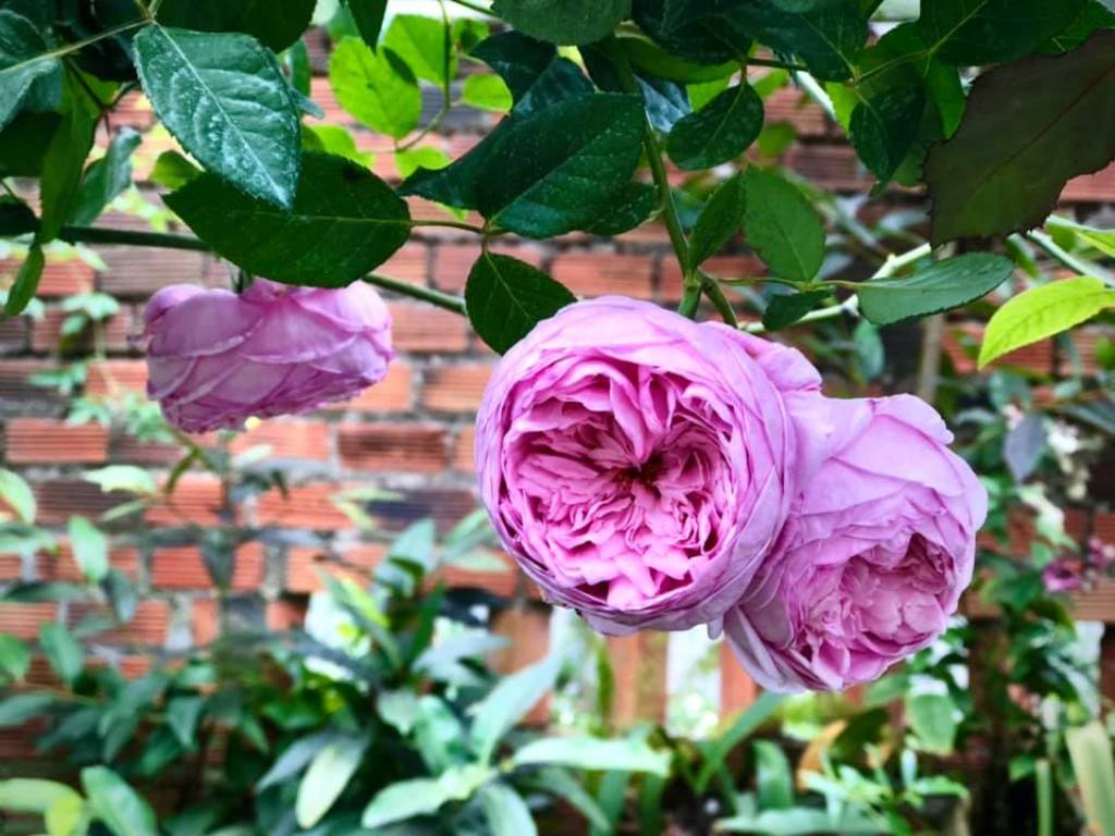 Khu vườn hoa hồng: Hương thơm ngào ngạt của những cánh hoa hồng đang chờ bạn tới thăm khu vườn hoa hồng tuyệt đẹp này. Lạ mắt với đủ màu sắc và kiểu dáng độc đáo, bạn sẽ không muốn bỏ lỡ cơ hội ngắm nhìn và chụp ảnh tuyệt vời này.