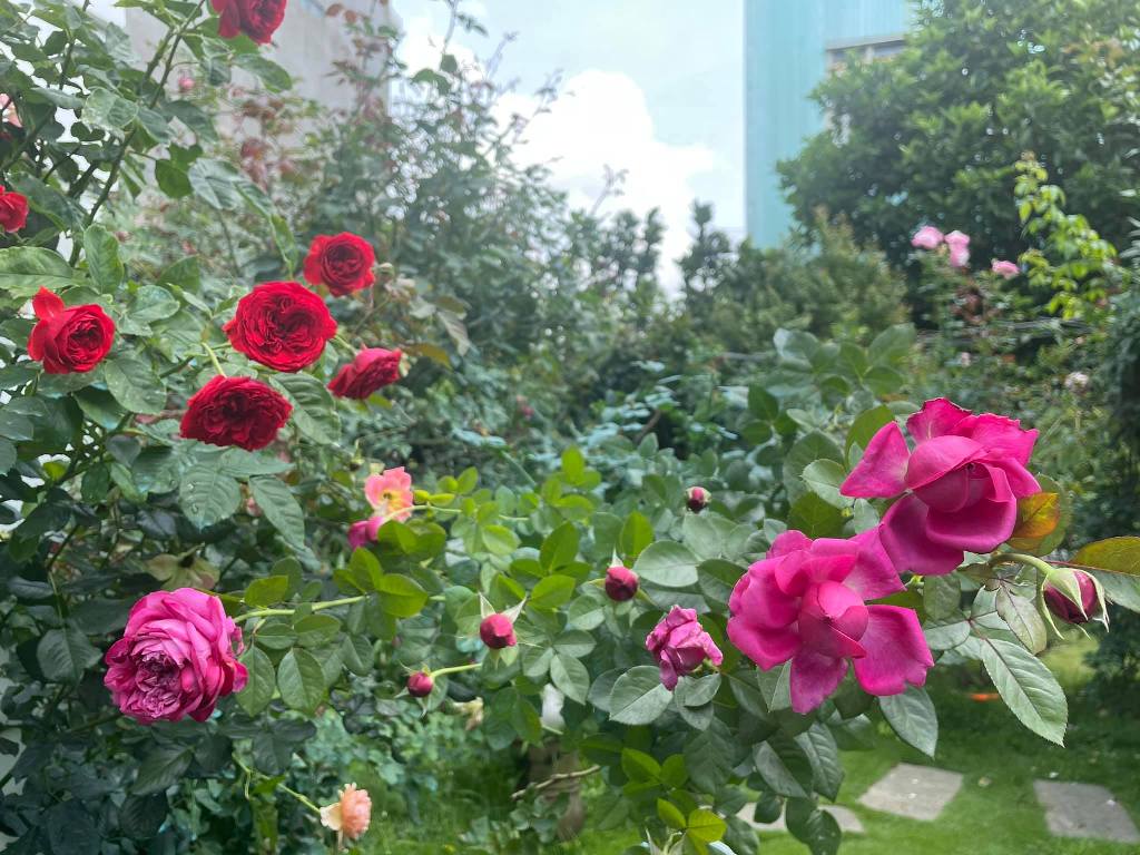 Ngất ngây với khu vườn hoa hồng hơn 450 loại đẹp như mơ