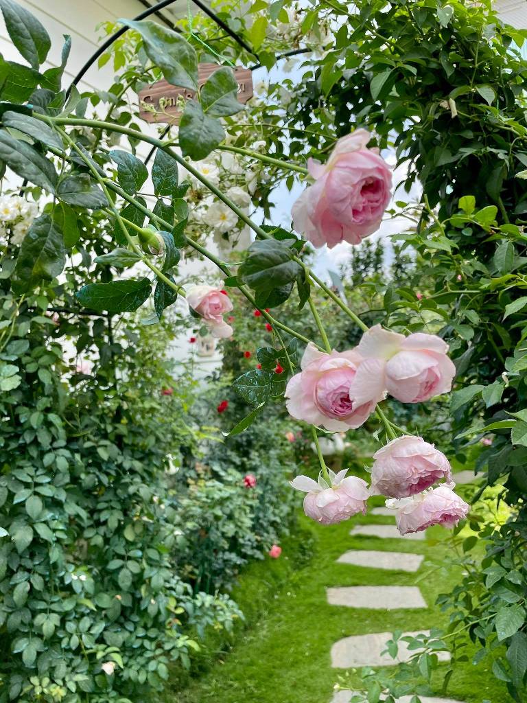 Khu vườn Khu vườn hoa hồng đẹp Cho không gian sống thêm lung linh