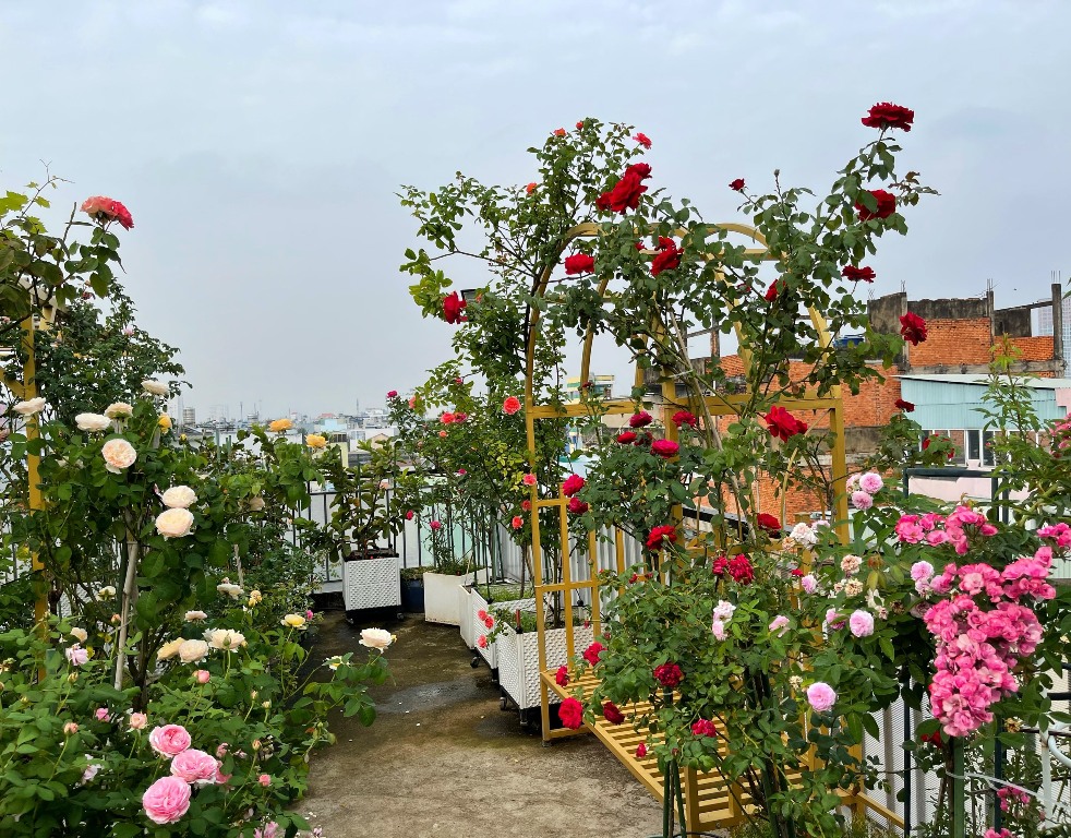 Tại thành phố Sài Gòn, không gian xanh rất quan trọng. Vườn hoa hồng trên sân thượng Sài Gòn không chỉ là một nơi thư giãn để bạn cắm trại trên cao, mà còn là nơi lý tưởng để trồng những loại hoa đẹp nhất. Hãy khám phá và tạo ra một vườn hoa đầy sắc màu và tràn đầy sinh khí ngay trên sân thượng của bạn.