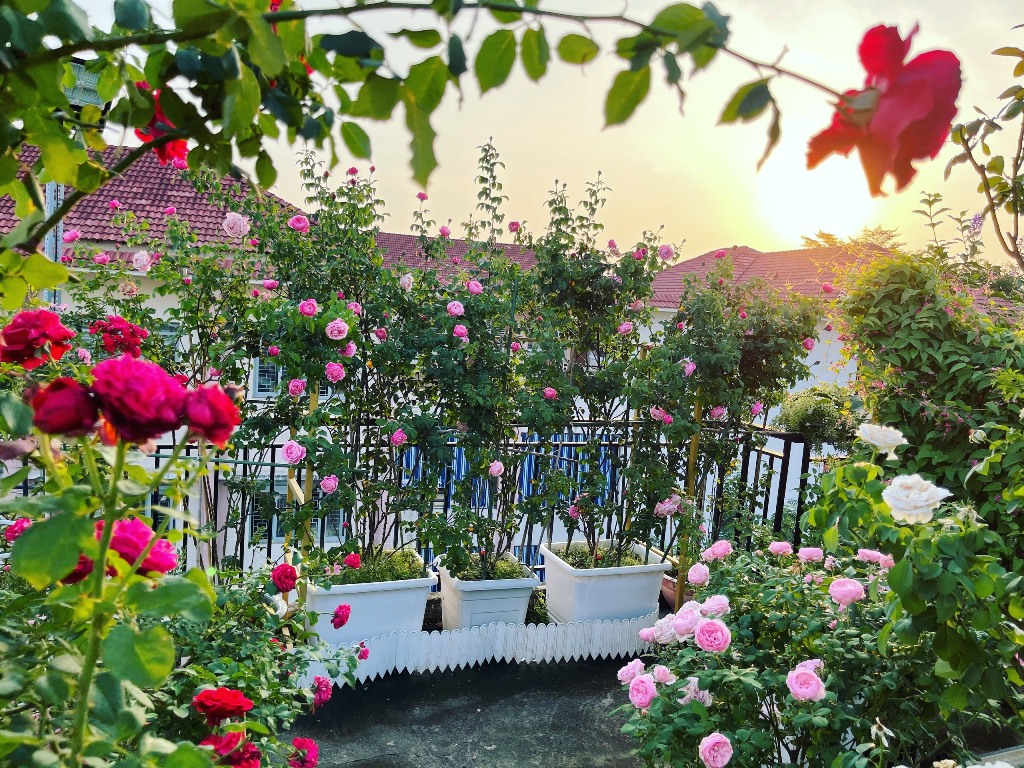 Giữa Sài Gòn có một vườn hoa hồng khoe sắc trên sân thượng đẹp ...