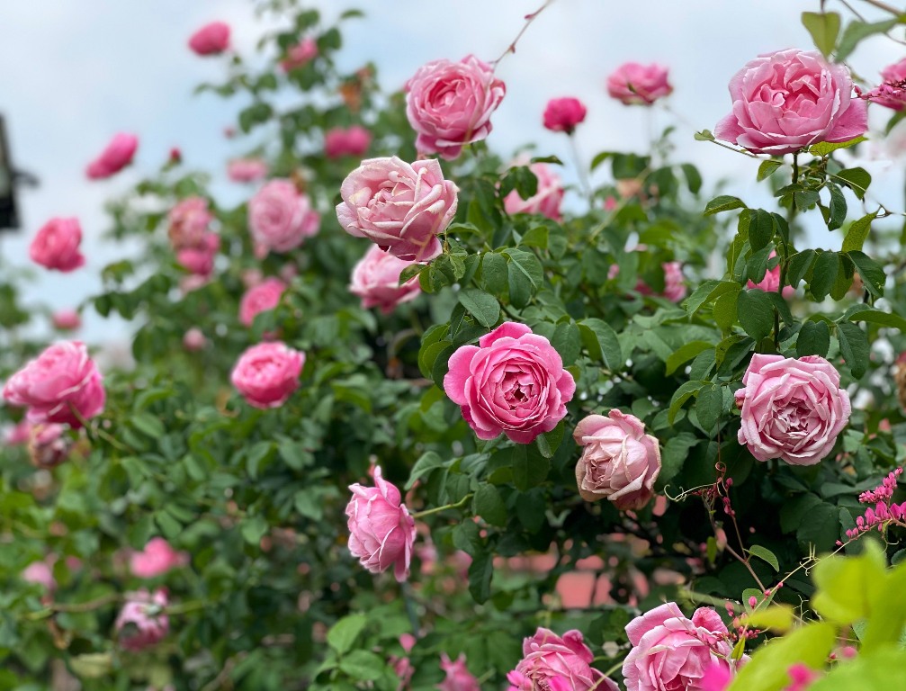 Vườn hoa hồng khoe sắc trên sân thượng đẹp Việt Nam: Với vườn hồng trên sân thượng đẹp Việt Nam, bạn sẽ được thưởng thức màu sắc rực rỡ của những loài hoa hồng đẹp nhất. Không gian xanh mát và tươi mới này là nơi lý tưởng để thư giãn và lấy lại năng lượng sau những giờ làm việc căng thẳng.