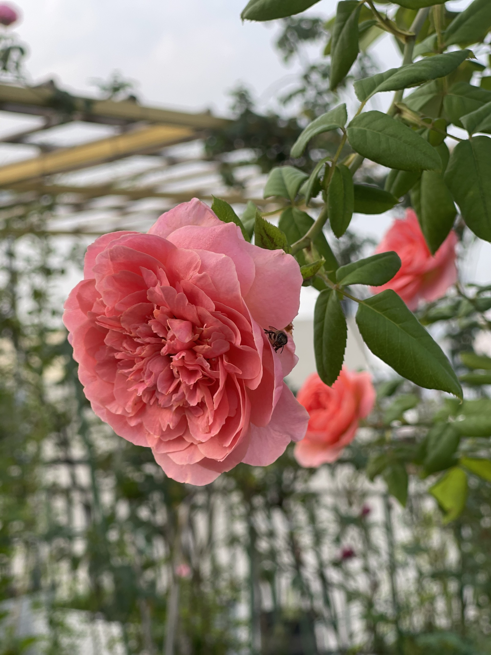 Hoa hồng bụi amandine chanel