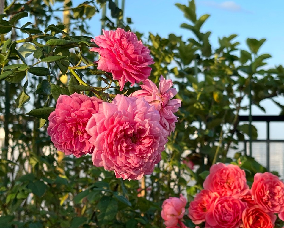 Giữa Sài Gòn có một vườn hoa hồng khoe sắc trên sân thượng đẹp ...