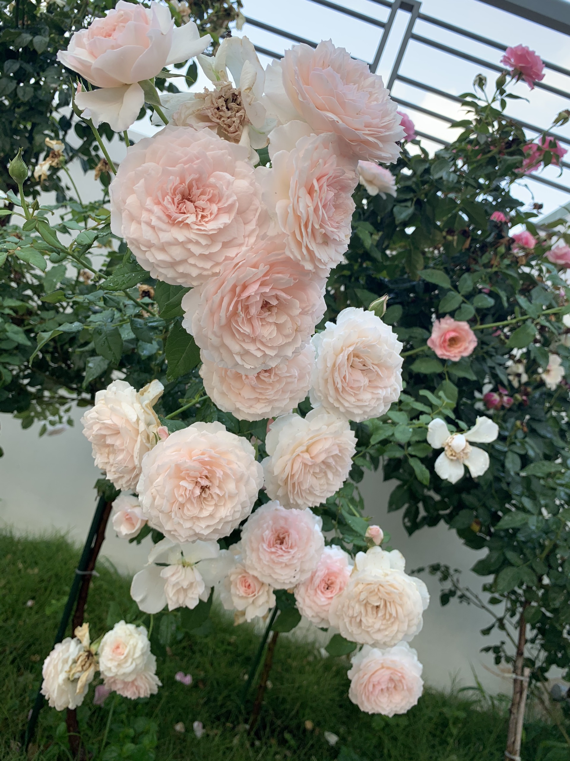 Cùng khám phá hình nền đầy thơ mộng với vườn hoa hồng tràn đầy màu sắc và hương thơm dịu ngọt. Hình nền này sẽ khiến bạn cảm thấy như đang đắm chìm trong một thế giới hoa đầy mê hoặc và tươi vui.