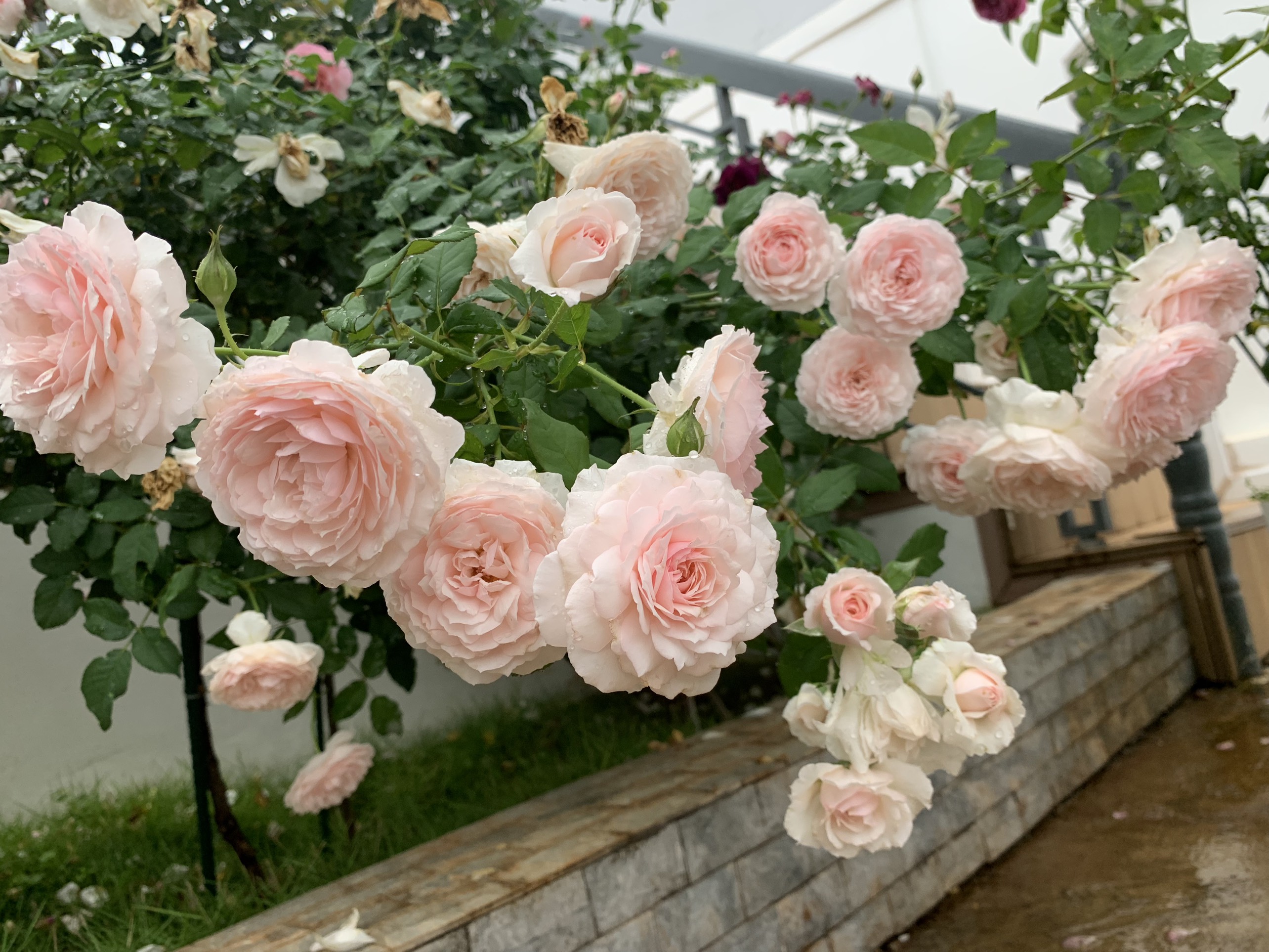 Vườn hoa hồng tươi thắm và sống động sẽ mang đến cho bạn một cảm giác yên bình và thư thái. Hãy đến với vườn hoa hồng để khám phá thế giới tuyệt đẹp của những bông hoa hồng và tận hưởng không gian trong lành tự nhiên.