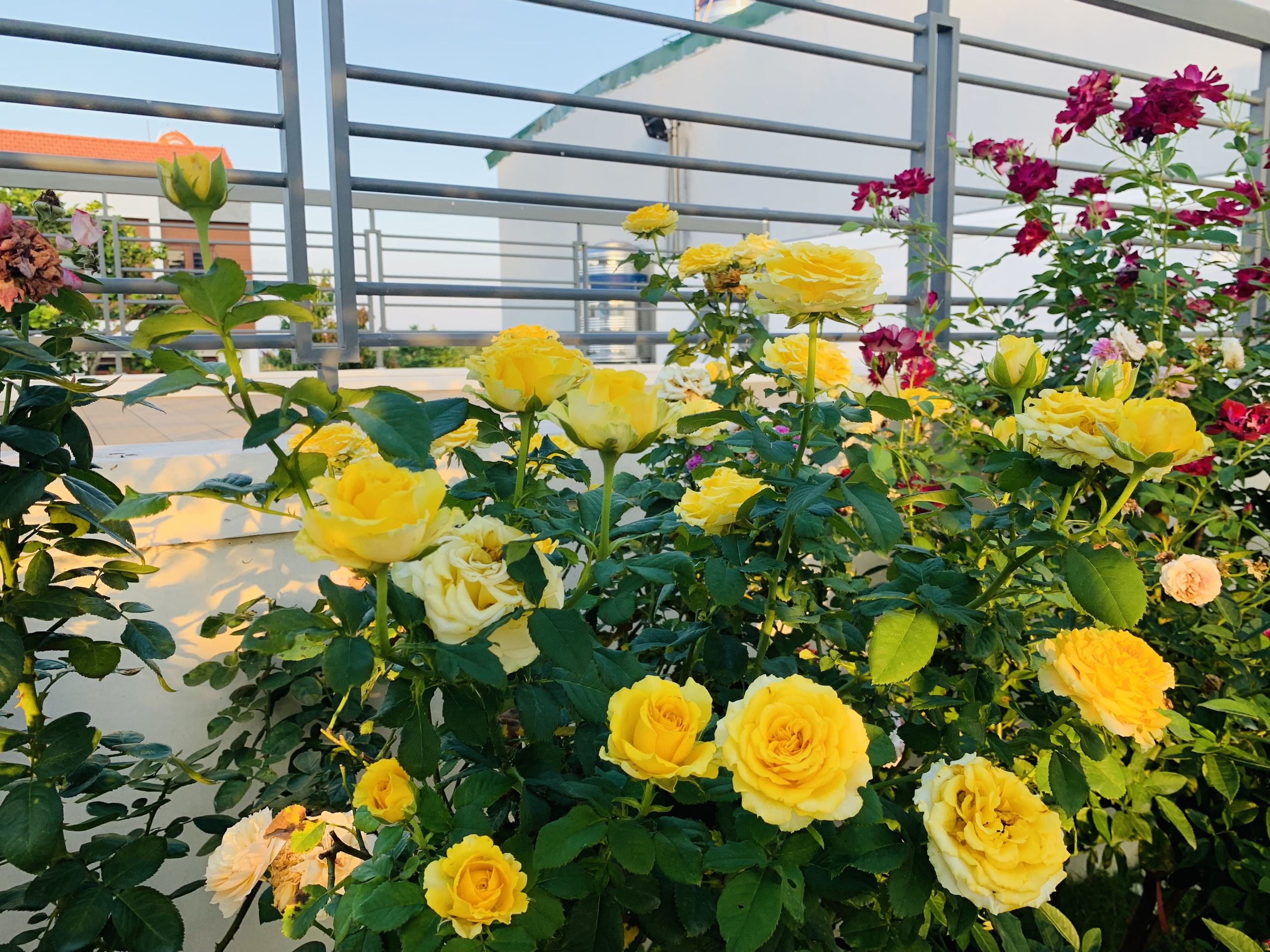 Bạn đang tìm kiếm vườn hoa hồng đẹp nhất để chiêm ngưỡng sự tinh tế và quyến rũ? Hãy nhấn vào hình ảnh để khám phá khoảng không gian đầy màu sắc và hương thơm nồng nàn của những bông hoa hồng tuyệt đẹp đang chờ đón bạn đến thăm.