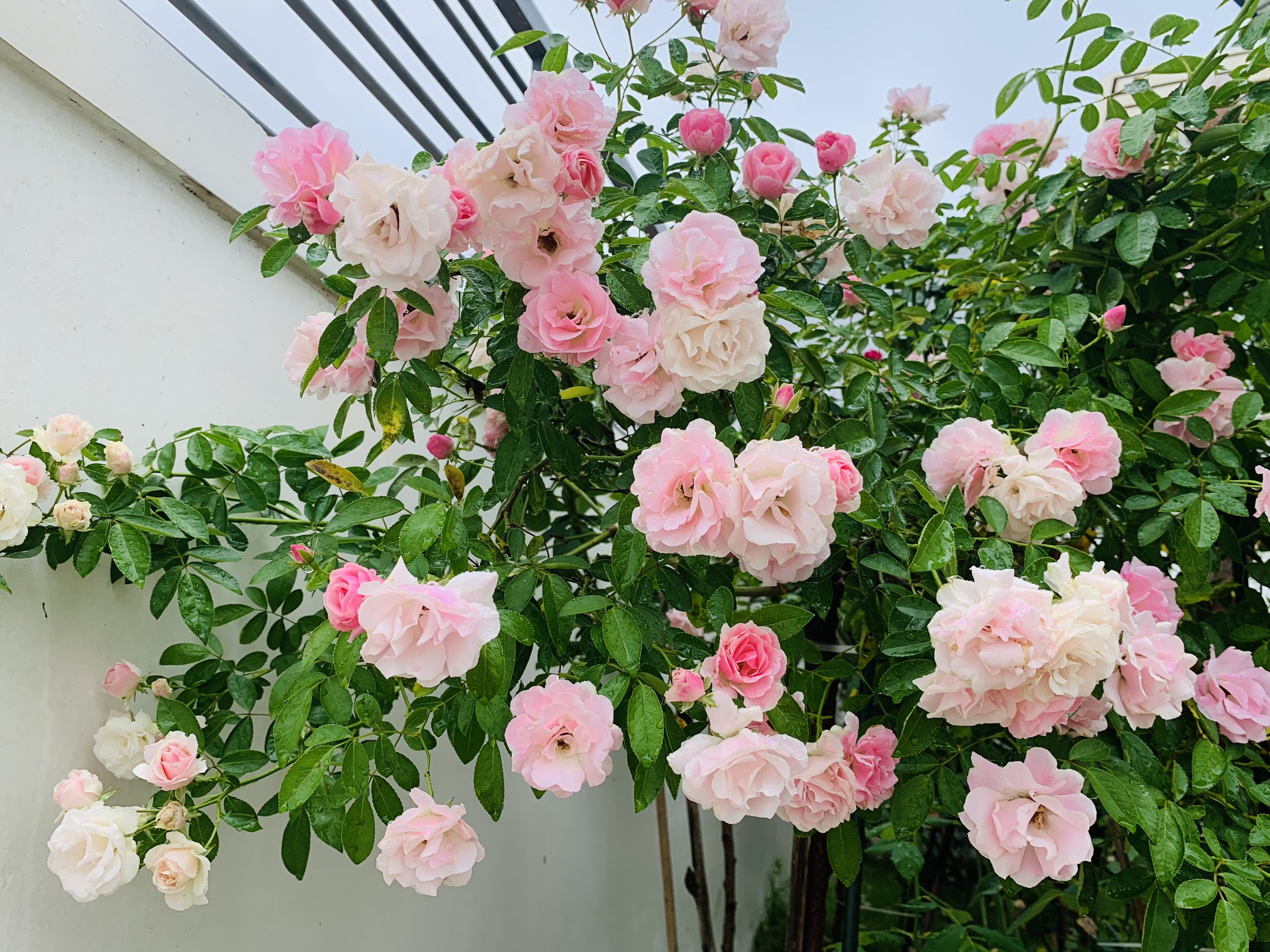 Giàn hoa hồng trước sân nhà với cả nghìn bông rực rỡ trong nắng của chồng  để tỏ tình với vợ