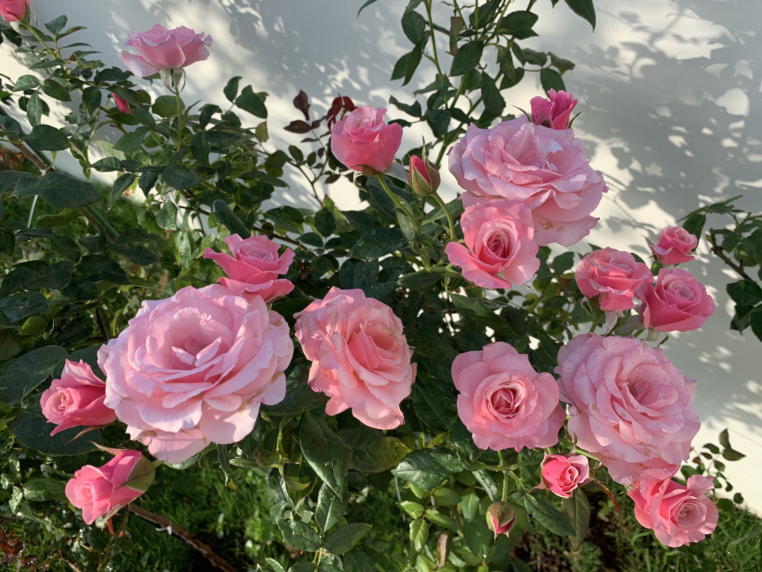 Tìm hiểu hơn 111 hình nền vườn hoa hồng mới nhất  thdonghoadian