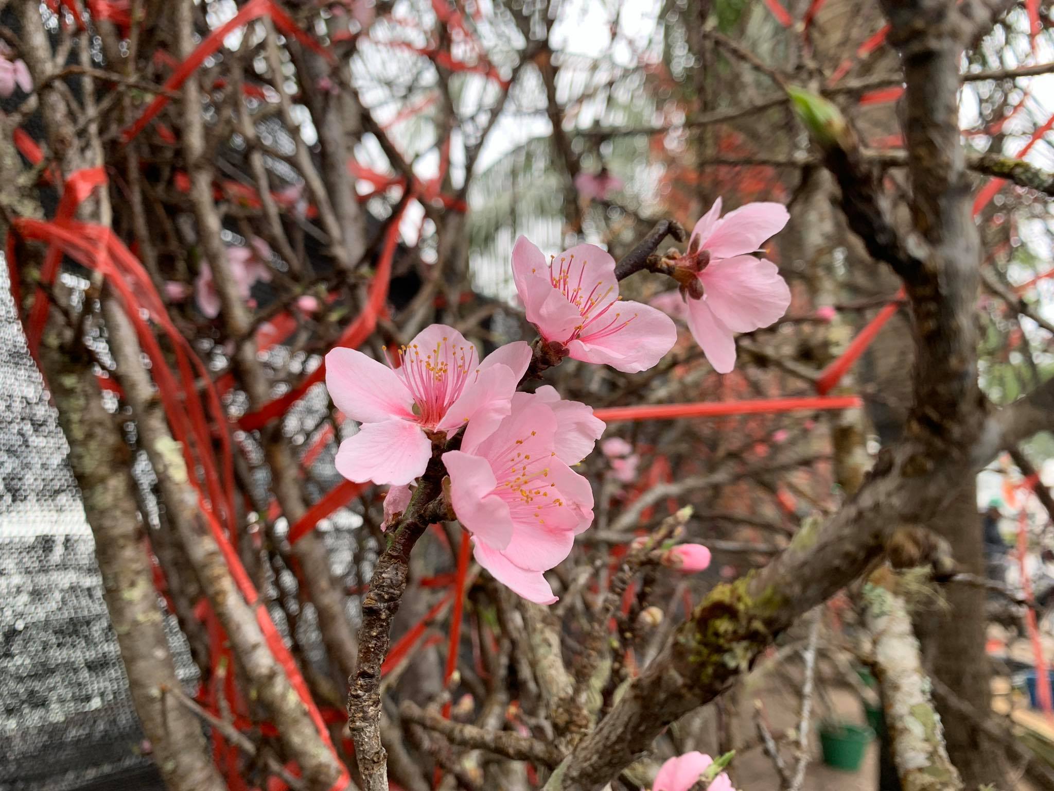 Đào rừng Tây Bắc là điểm đến du lịch lý tưởng dành cho những người yêu hoa. Với những cánh rừng hoa đào nở rộ, cảnh quan đầy mảnh ghép của Tây Bắc sẽ đưa bạn trở về với tự nhiên và giúp bạn rũ bỏ những áp lực của cuộc sống hiện đại.