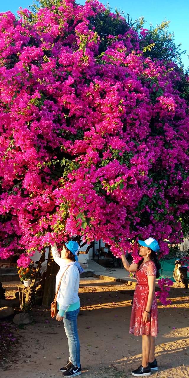Hoa giấy 'khủng' hơn 50 năm tuổi trên đảo Lý Sơn hút khách du lịch