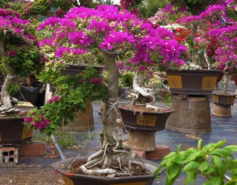 Độc lạ hoa kiểng Tết Canh Tý: Hút hồn bonsai hoa giấy của người ...