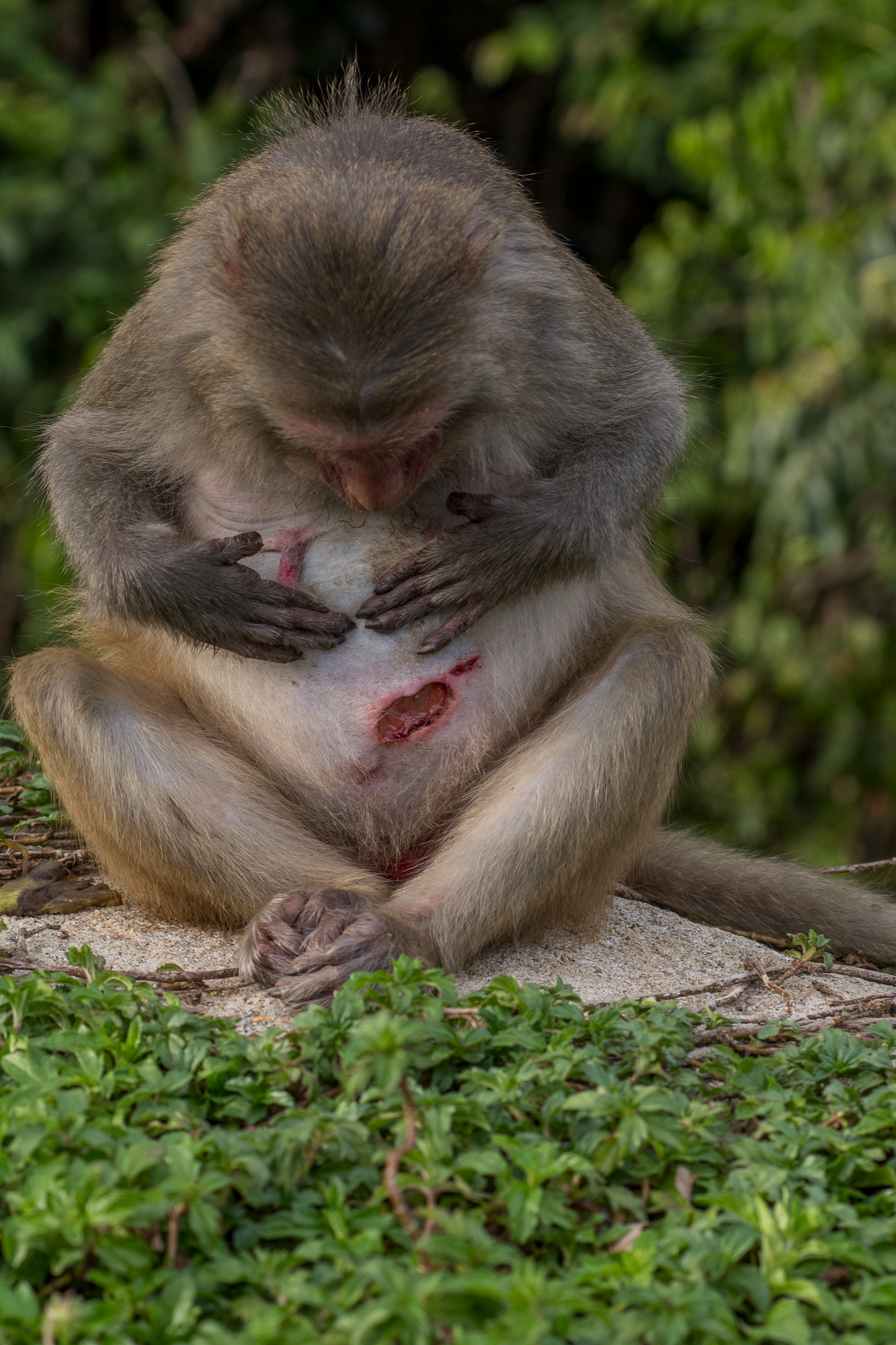 Iмɑges Of PainfulƖy Injured Monkeys Made Netizens Feel Sad - dsc 4148 NCNS