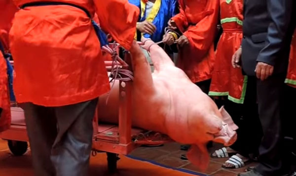 Lễ hội 'chém lợn phanh thây': Đừng đợi quốc tế lên tiếng - ảnh 1