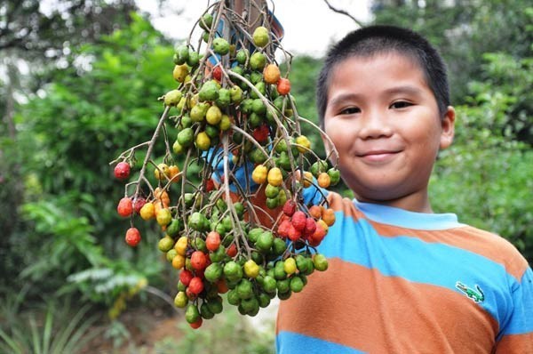 Cây Dâu Da Xoan Và Những Mùa Hè Chưa Kể