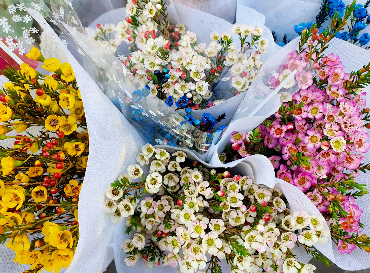 Hoa Tuyết Mai  Ý nghĩa và cách cắm hoa trang trí ngày Tết