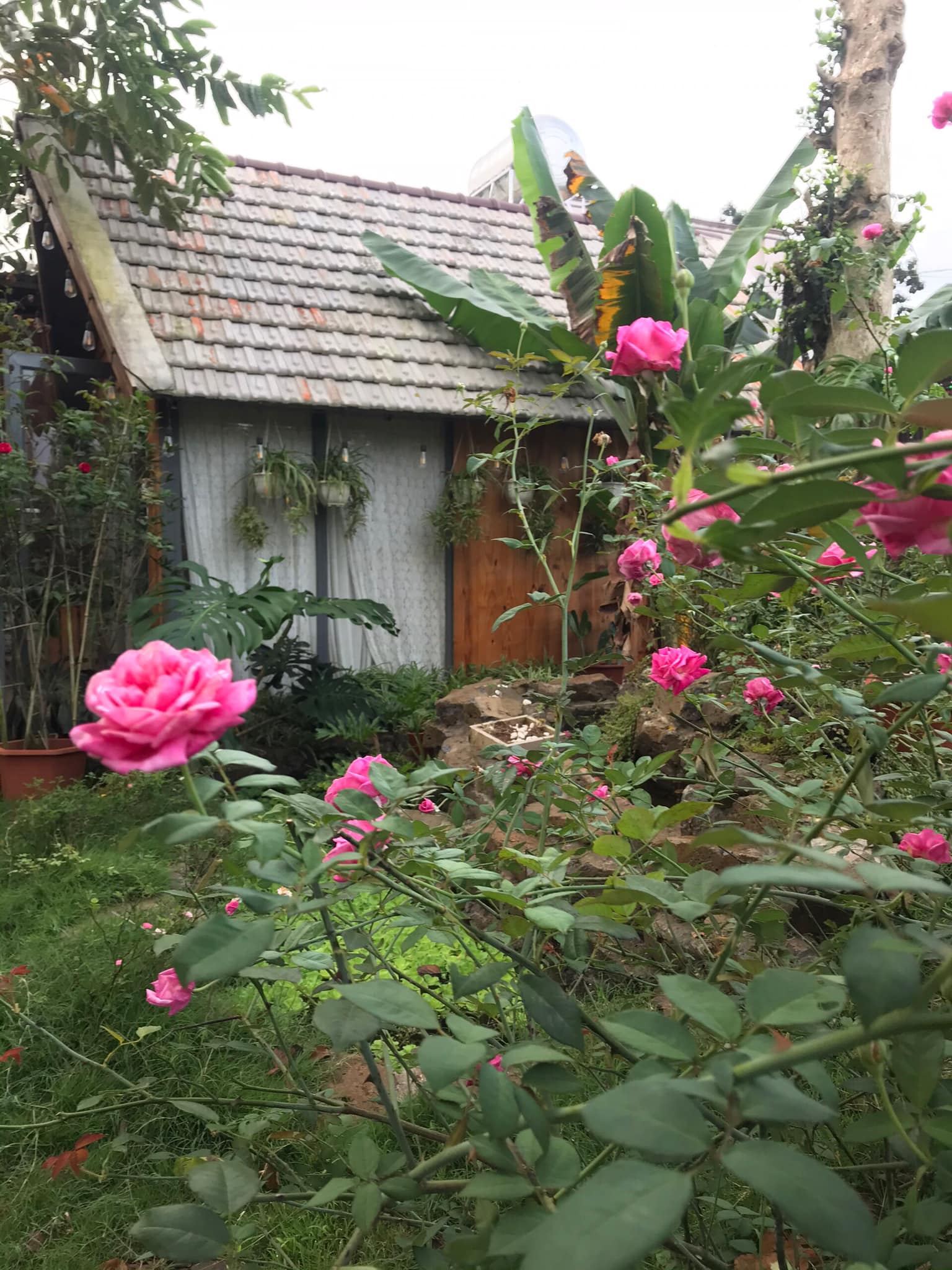Vườn hoa hồng bên ngôi nhà gỗ đẹp muốn xỉu của cặp vợ chồng