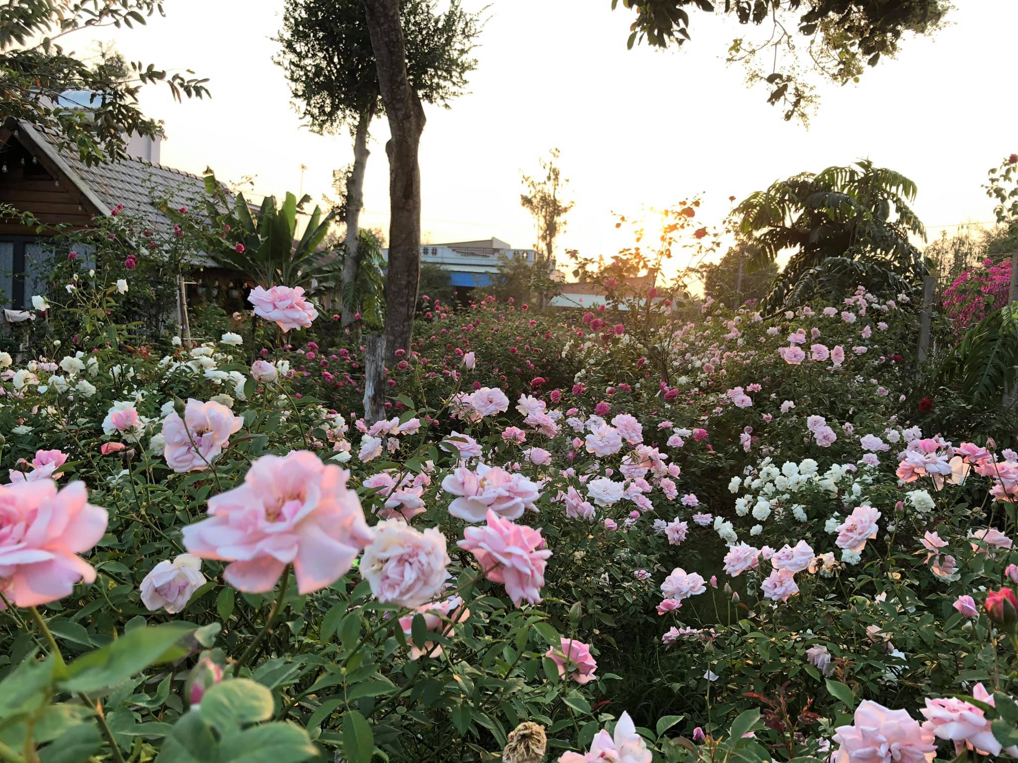 Vườn hoa hồng bên ngôi nhà gỗ đẹp muốn xỉu của cặp vợ chồng