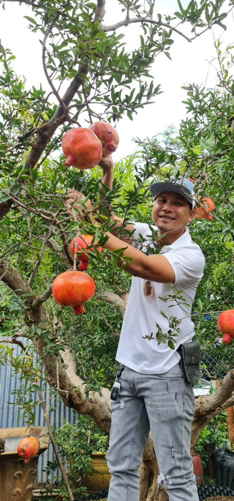 Top với hơn 76 về mô hình trồng táo đỏ ở việt nam hay nhất  Tin học Đông  Hòa