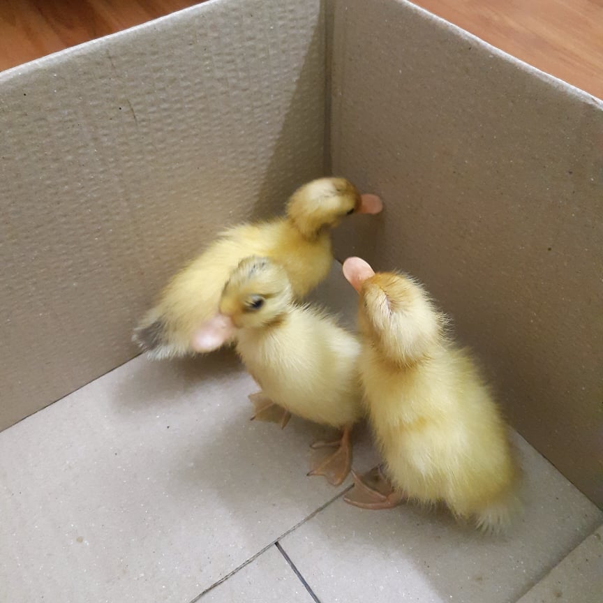 Vì sao nhiều người thành phố đang có 'trend' ấp trứng vịt lộn thành con? Vì Sao Nhiều Người Thành Phố Đang Có 'Trend' Ấp Trứng Vịt Lộn Thành Con?