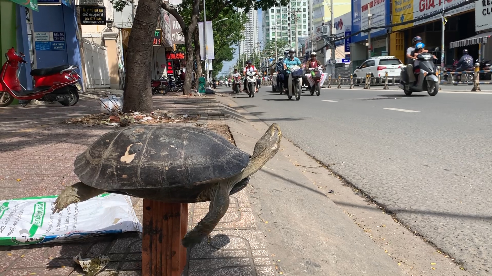 Bán rùa - Đây là hình ảnh của những chú rùa được ưa chuộng nhất tại các chợ địa phương. Các chú rùa nặng nề, to lớn và có vỏ cứng cáp chắc chắn sẽ khiến bạn ngạc nhiên và muốn sở hữu chúng ngay lập tức.