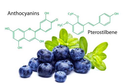 Tinh chất thiên nhiên từ Blueberry có trong OTiV giúp bảo vệ mạch máu, phòng ngừa đột quỵ