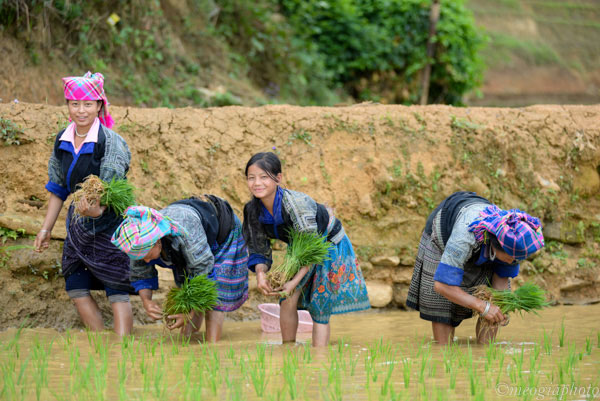 Tây Bắc mùa nước đổ - Kỳ 2: Ngắm ruộng bậc thang ở Yên Bái - ảnh 10