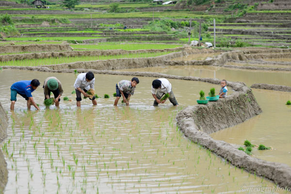 Tây Bắc mùa nước đổ - Kỳ 2: Ngắm ruộng bậc thang ở Yên Bái - ảnh 11