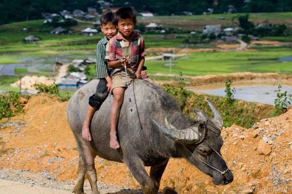 Tây Bắc mùa nước đổ - Kỳ 2: Ngắm ruộng bậc thang ở Yên Bái - ảnh 16