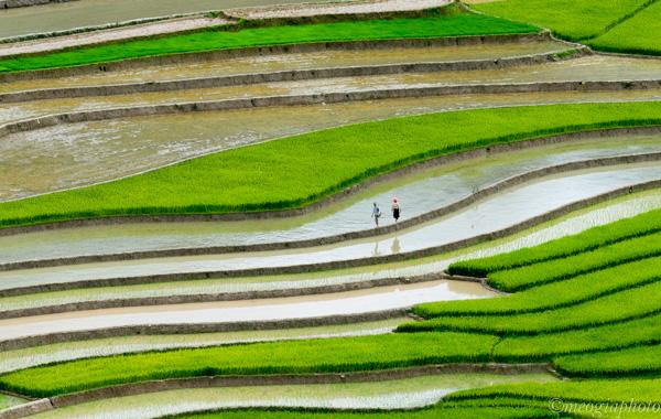 Tây Bắc mùa nước đổ - Kỳ 2: Ngắm ruộng bậc thang ở Yên Bái - ảnh 5