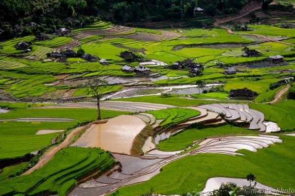 Tây Bắc mùa nước đổ - Kỳ 2: Ngắm ruộng bậc thang ở Yên Bái - ảnh 6