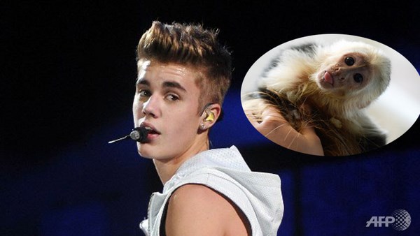 Justin Bieber và khỉ