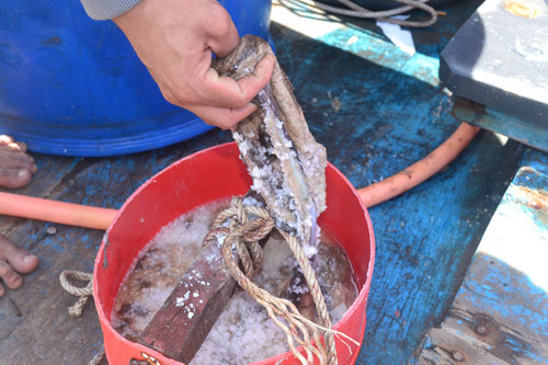 Số hải sản ít ỏi còn sót lại sau khi bị Trung Quốc lấy khoảng 6 tấn