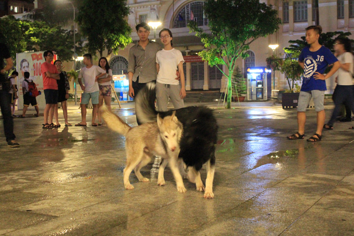 Chó chạy rông trên phố đi bộ Nguyễn Huệ (TP.HCM) mà không hề được rọ mõm - Ảnh: Đức Tiến