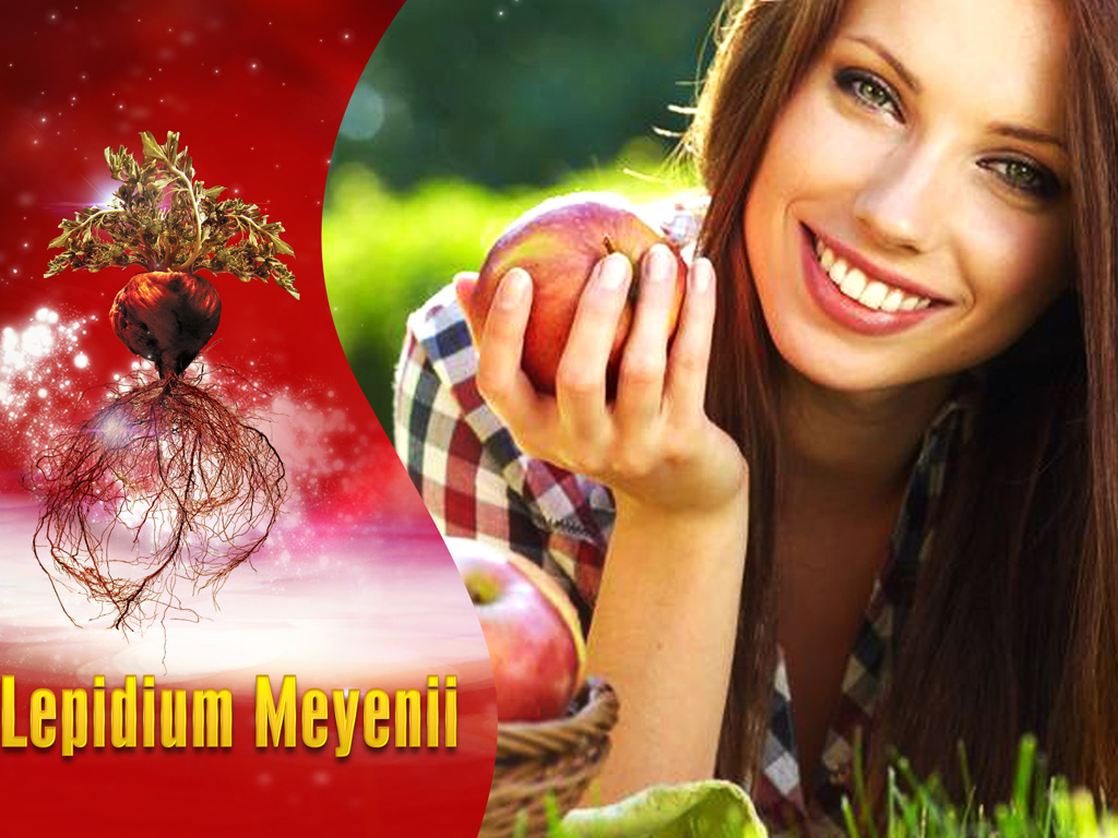 Lepidium Meyenii (có trong sâm ANGELA) giúp hệ trục não bộ - tuyến yên - buồng trứng hoạt động nhịp nhàng, từ đó bảo vệ sức khỏe tim mạch cho phụ nữ