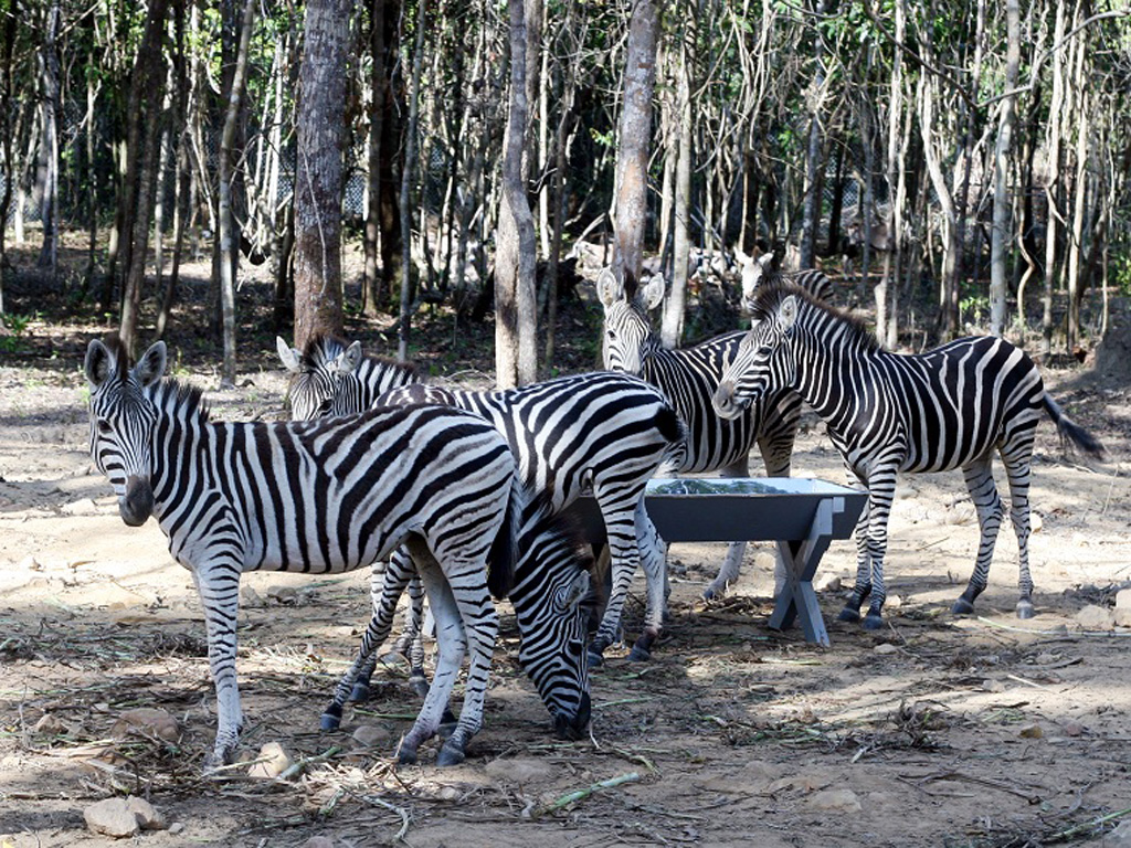 'Bác' thông tin hàng ngàn động vật chết tại Vinpearl Safari Phú Quốc 3