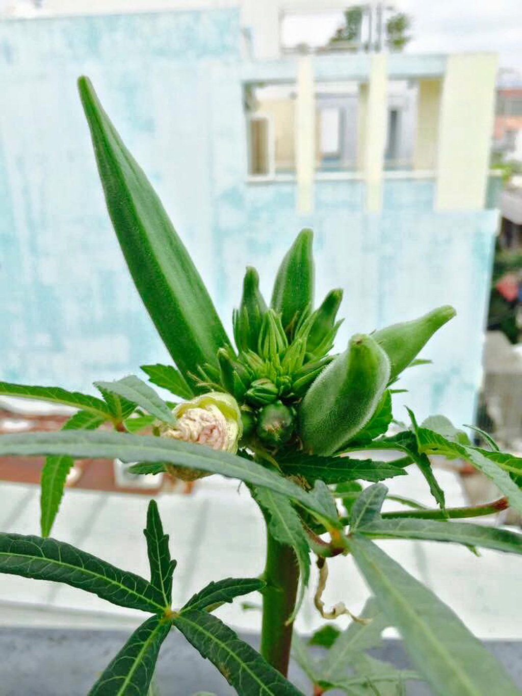 Đậu bắp và hoa đậu bắp