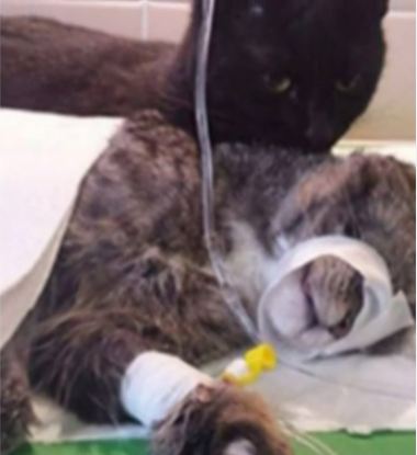 Kỳ lạ chú mèo biết chăm sóc động vật như 'y tá' - ảnh 1