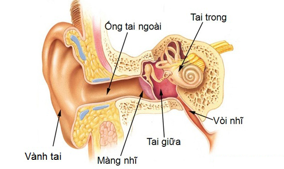 2 nguyên nhân khiến ráy tai xuất hiện nhiều hơn bình thường