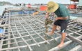 Kiên Giang: Nhiều loài hải sản nuôi chết hàng loạt, nghi do nguồn nước