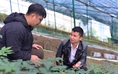 Chàng trai trồng sâm Ngọc Linh trong nhà kính thu nhập hơn 1 tỉ đồng/năm 
