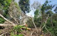 Xử lý chưa đủ răn đe nên phá rừng vẫn diễn biến phức tạp ở Đắk Nông?