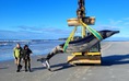 Xác cá voi hiếm nhất thế giới dạt lên bờ biển ở New Zealand