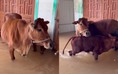 Chuyện hai mẹ con bò đi tránh lũ biết tìm đường về nhà khiến chủ ngỡ ngàng