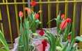 Hoa tulip trồng chậu gây sốt dịp ngày lễ Tình nhân