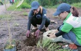 Những hình ảnh đẹp trong hoạt động trồng cây bảo vệ môi trường tại Cần Giờ