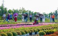 Du khách thích thú kỹ thuật trồng hoa 'không chạm đất' ở làng hoa Sa Đéc